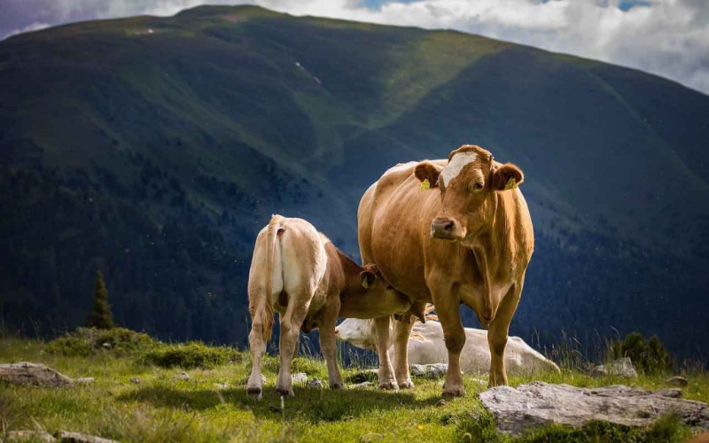The Role of Microbes in Dairy Efficiency: Challenges and Innovations