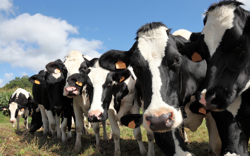 USDA Drops 2025 Milk Production Forecast; Replacement Dairy Heifers Tumble to 47-year Low