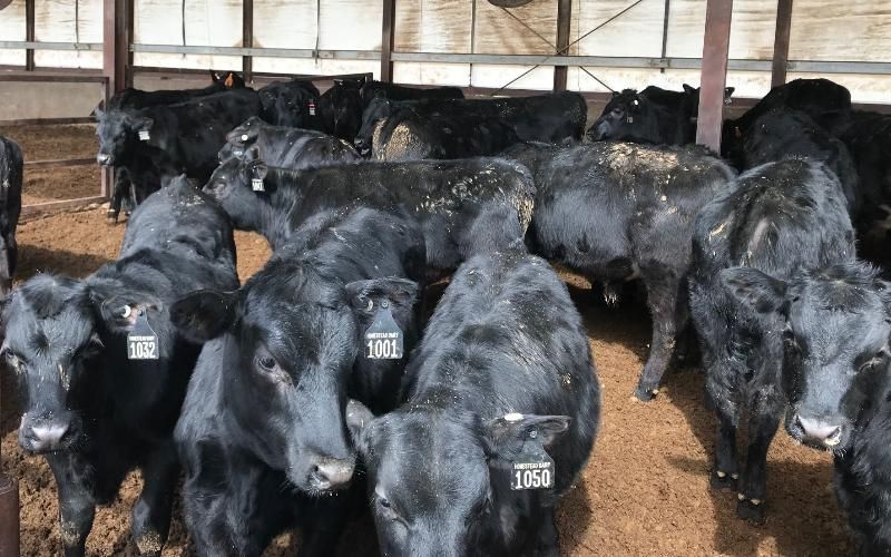 Süt Ürünlerinde Et Devrimi: Boğa Buzağılarından %50 Gelir?