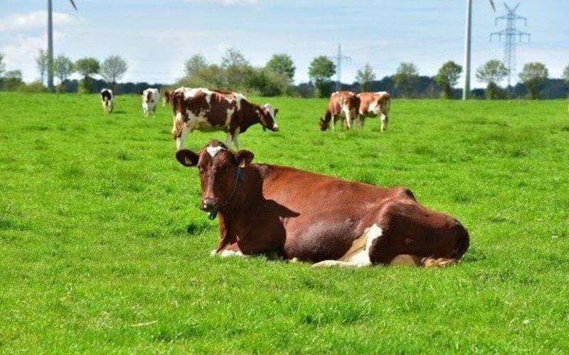 Maharashtra Considers Milk Subsidy to Boost Dairy Sector