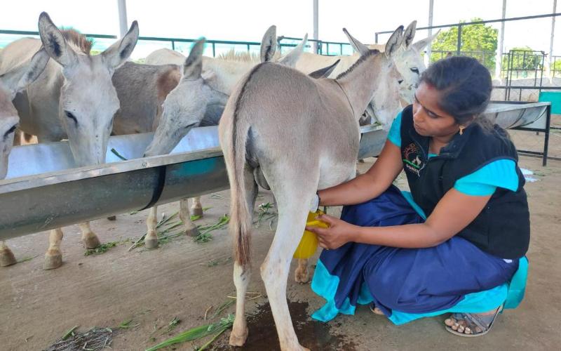 Hindistan'ın Yeni Beyaz Altını: Eşek Sütü Litre Başına ₹6,667'ye Satılıyor