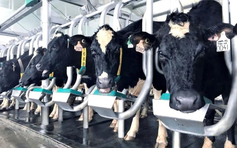 Vietnam's Dairy Industry Faces Stagnation Amidst Urbanisation and Economic Challenges