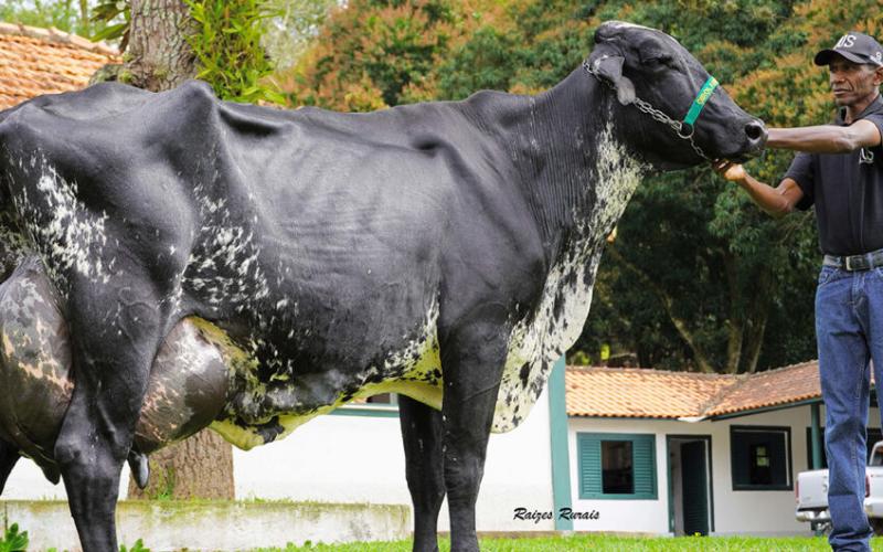 Brazil Solidifies Position as Fourth Largest Milk Producer Globally