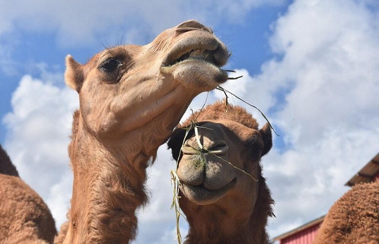 Hunter Valley Farmer Leads NSW's Sole Camel Dairy Venture near Muswellbrook