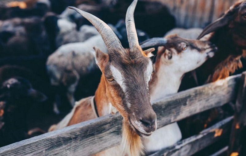 Dcoop Strengthens Goat Milk Industrialization Project in Lebrija and Antequera