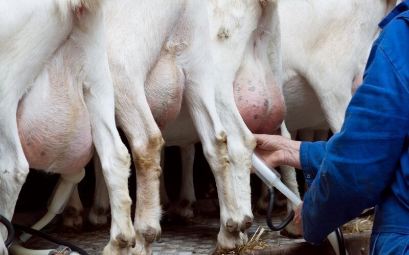 Dairy Goat Co-operative completes investment partnership with AGR Partners