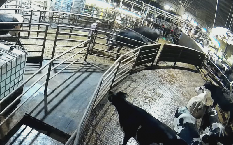 Animal Welfare Violations at Farms Supplying Cathedral City Cheese Exposed