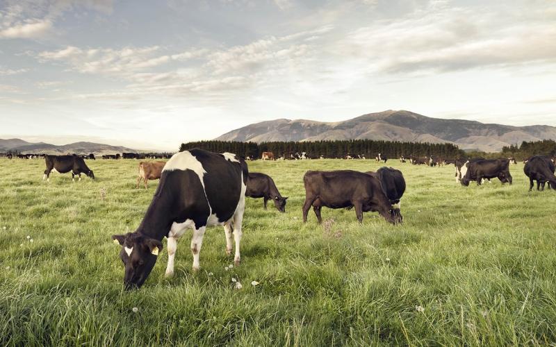 Increasing Use of Beef Genetics in Dairy Cows in New Zealand