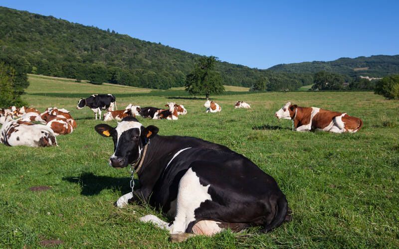 Dairy Production Decline in Castilla y León Amidst Economic Challenges