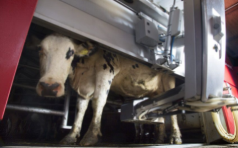 The Rise of the Milking Machine: Automation Takes Root in Global Dairy