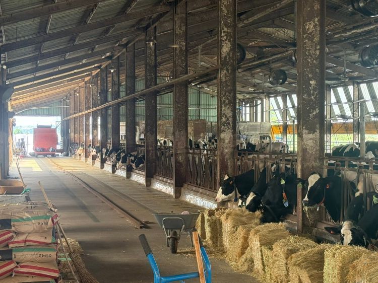 Güney Kore'nin Süt Üretim Sektöründe Teknolojik İlerlemeler