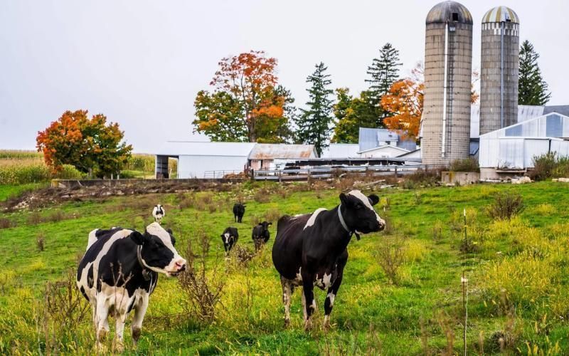 US Dairy Farmers Shift Breeds Towards Meat Production Due to Low Profitability