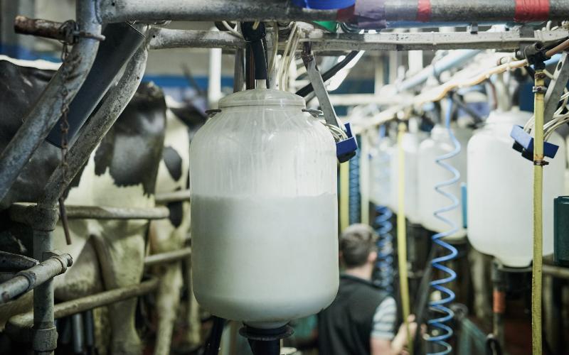 Dairy sidelined in the Un-Fair Trade Agreement (UFTA)