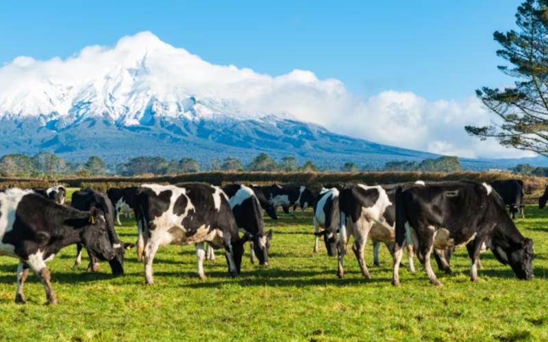 Yeni Zelanda Süt Üreticileri İçin İş Gücü Eksikliği Ana Endişe Olmaya Devam Ediyor