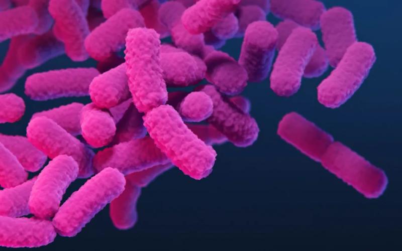 New Zealand Vets Advocate for Comprehensive Disease Control Amidst Antimicrobial Resistance Concerns