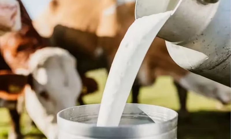 Tamil Nadu Dairy Sector Faces Milk Shortage Amidst Rising Prices