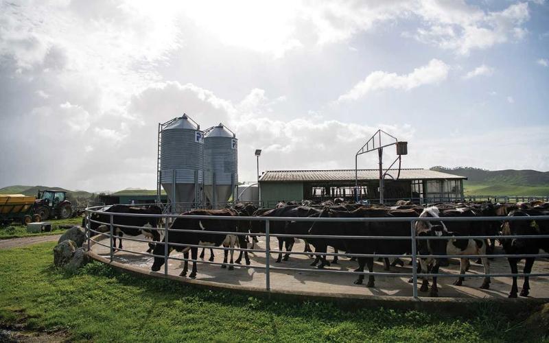 Impact of 24-Month Calving Intervals on New Zealand Dairy Farms
