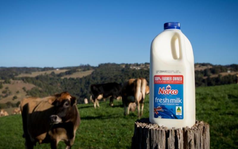 Norco Leads Australia with $12.85/kg Milk Price