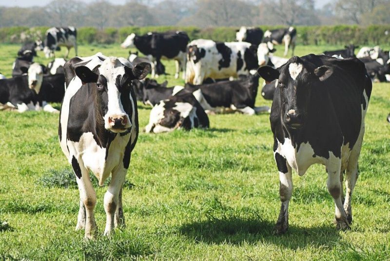 Latin American Dairy Production Faces Challenges Amid El Niño Threats
