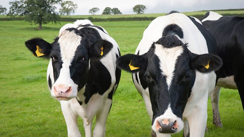 Wildlife Trusts Calls for Stronger UK Dairy Regulation