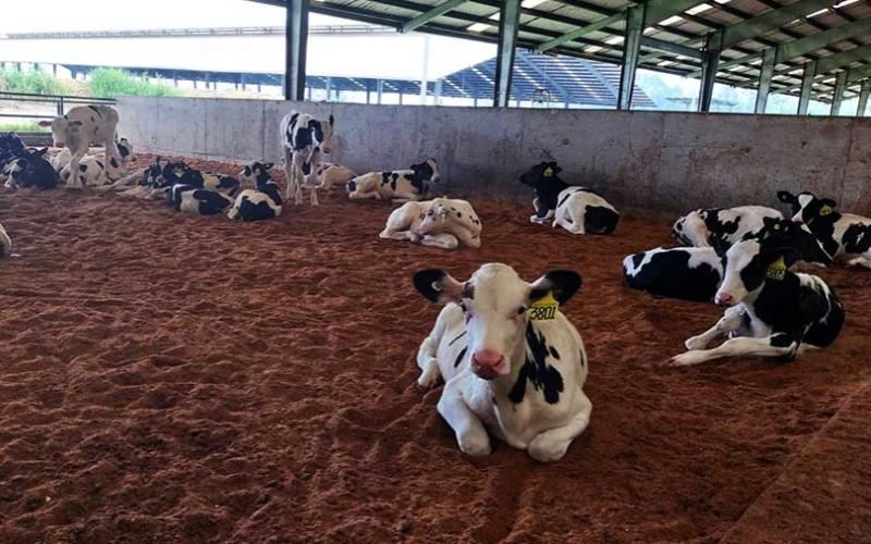 Indonesia's Ambitious Plan to Quadruple Dairy Output with Australian Cows
