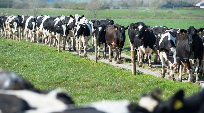 New Zealand’s RMA Fines of $10m Create Legal Uncertainty for Dairy Operators