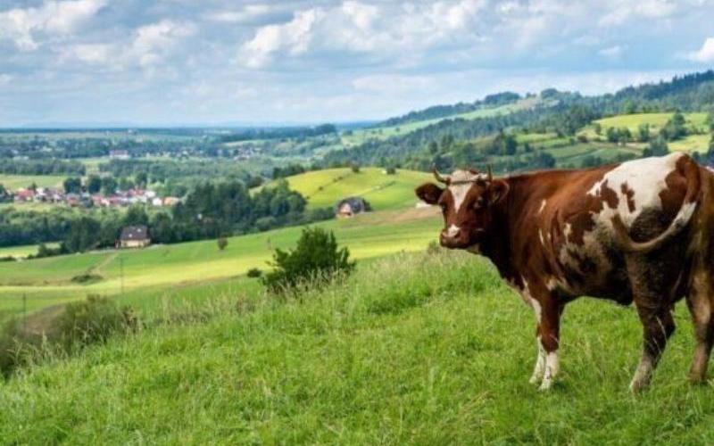 Global Dairy Market Faces Demand Surge Amid Supply Constraints