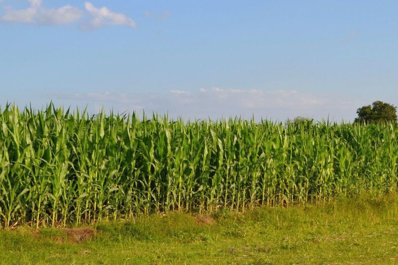 Philippine Corn Imports Rise as Feed Demand Grows