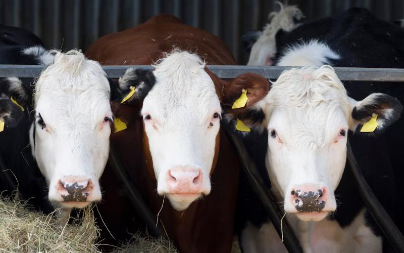 Biogenetic Advancements in Dairy Impact Beef Supply and Prices