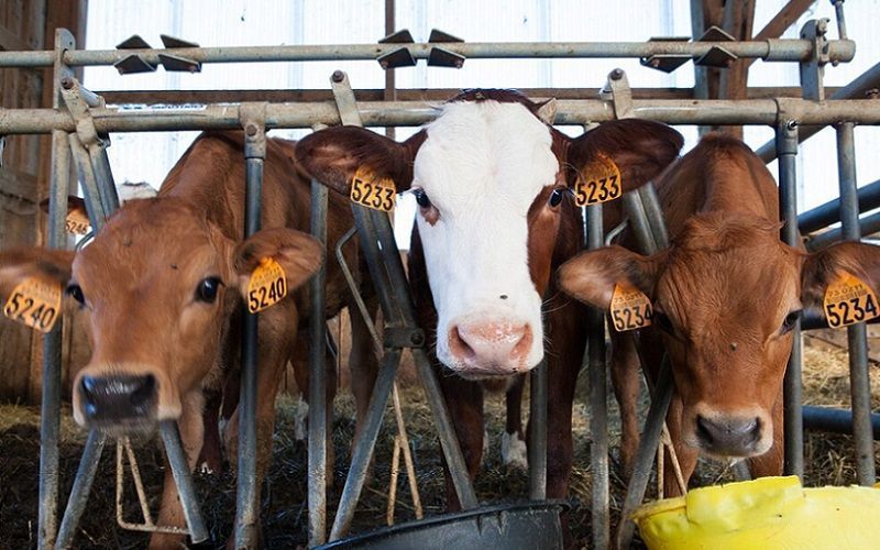 NZ Milk Collection Drops 2.2% in June 