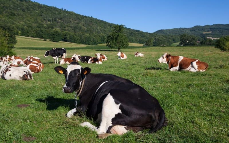 UK Emissions Initiative Targets Dairy Farms for Carbon Reduction