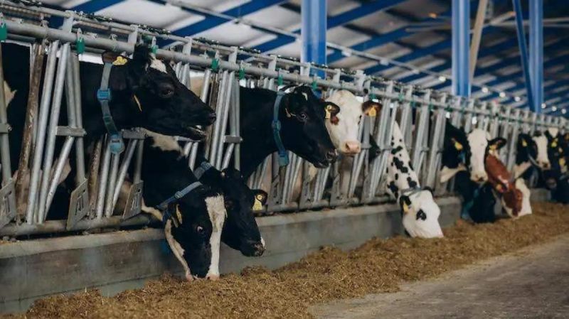 Dairy Cows Require Management After Producing High Milk Volumes