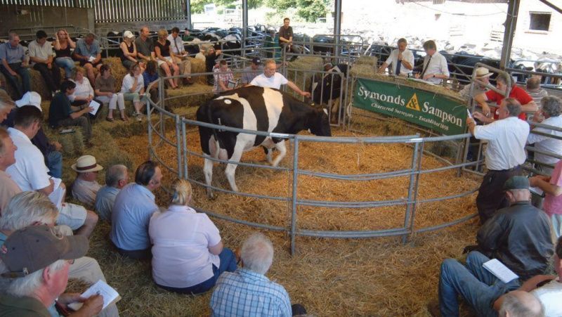 Los precios de reemplazo de ganado lechero se mantienen mientras el comercio de vacas de desecho se debilita
