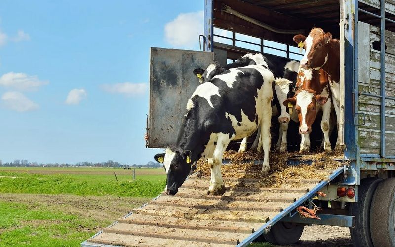 С 14 мая Казахстан разрешил транзит российской животноводческой продукции через отдельные пункты пропуска