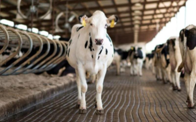 Animal Health Ireland Initiates Sound Cow Innovation Programme
