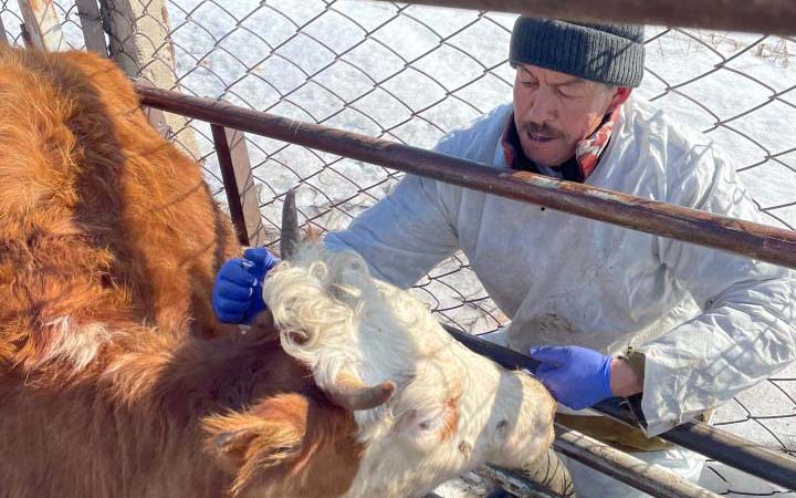 Плановые ветеринарно-профилактические мероприятия в Костанайской области: выездные мониторинги 1-го полугодия 2023 года