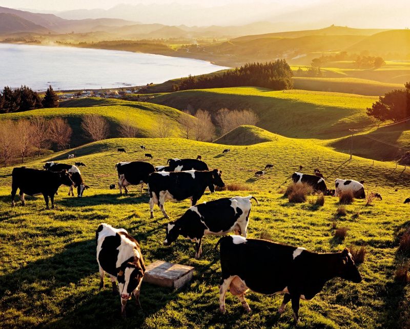 Kinisla's Strategic Rebranding: Navigating the Dairy Market Shifts