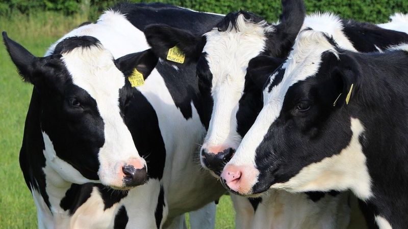 Dairy Gene Ireland Programme Tests 53 Bulls in 2026 to Enhance Genetic Merit