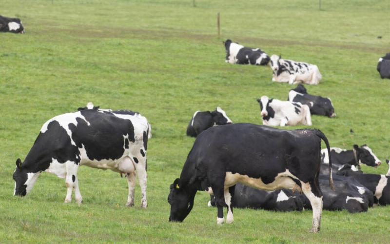 UK Dairy Farmers Invited to Shape Future Sustainability Targets