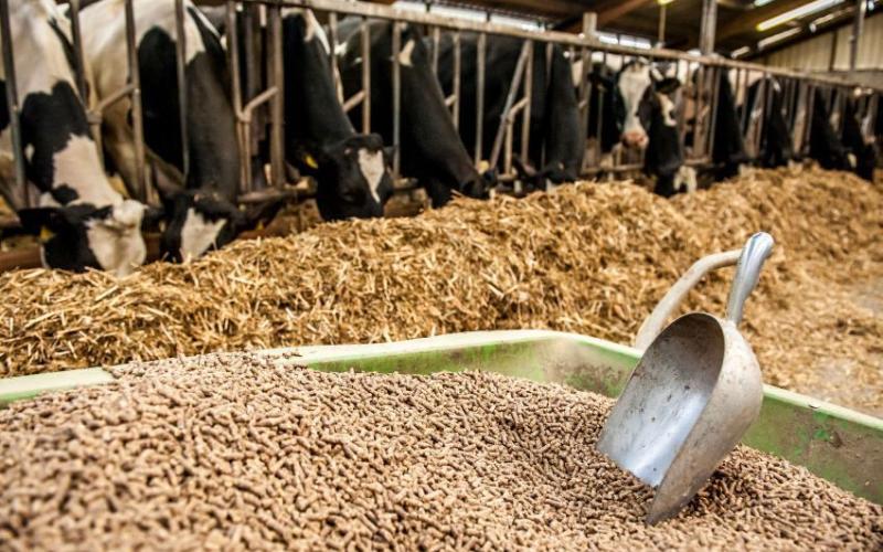 Rise in Livestock Feed Production by 7.7% in Mexico