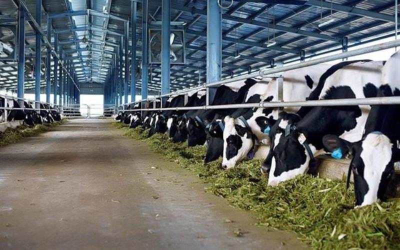 China's New Import Regulation on Sterilised Milk to Impact Vietnam's Dairy Exports