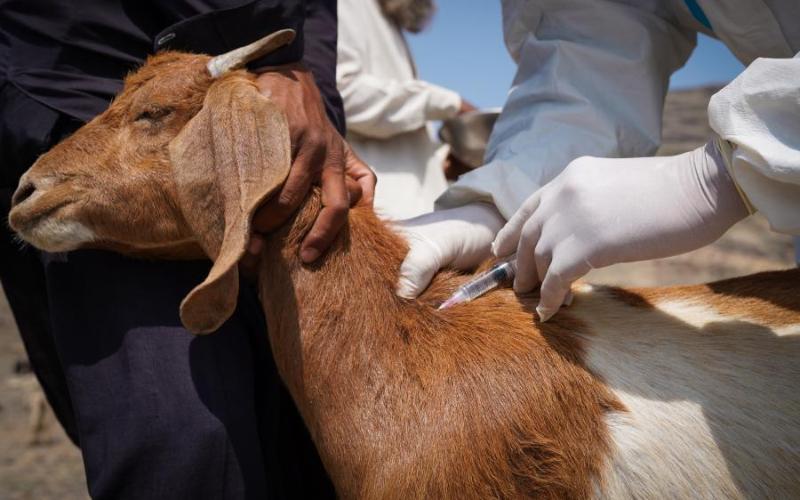 FAO Launches Emergency Vaccination Drive Against Sheep and Goat Plague in Afghanistan