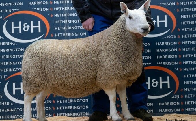 Record-Breaking Sales at Livestock Auctions: From Sheepdogs to Dairy Cattle