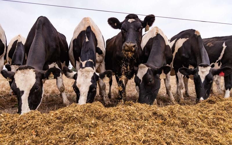 حصاد السيلاج القياسي يوفر إغاثة لمزارعي الألبان الفيكتوريين في ظل تهديدات الآفات