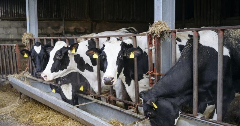 Red Tractor opens consultations on Beef & Lamb and Dairy standards