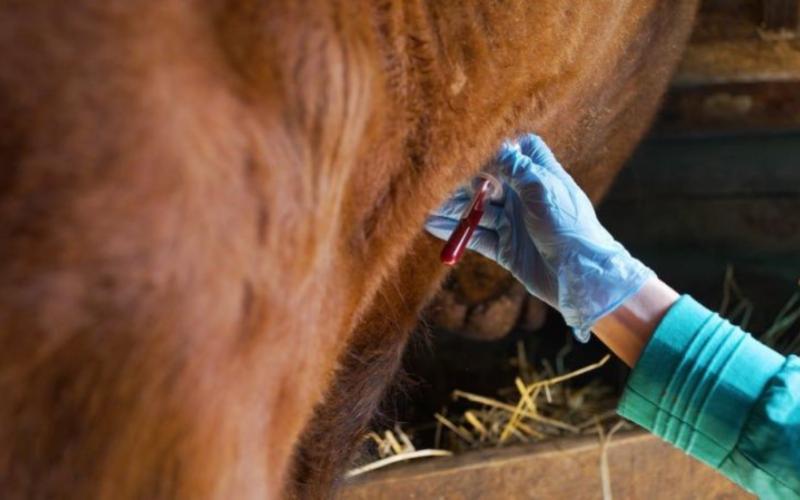 Ireland's Struggle with Bovine TB: A Persistent Challenge