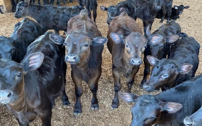 奶牛场肉牛犊价格与高牛奶收益竞争