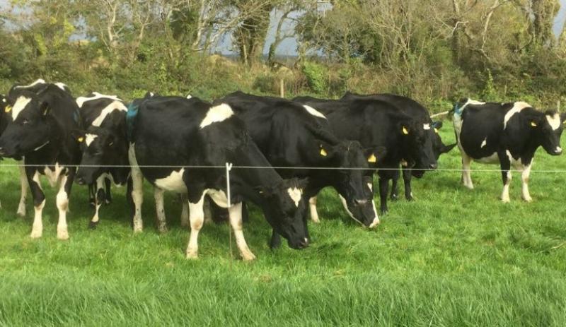 Significant Portion of Irish Dairy Herds Default to Highest Nitrogen Band