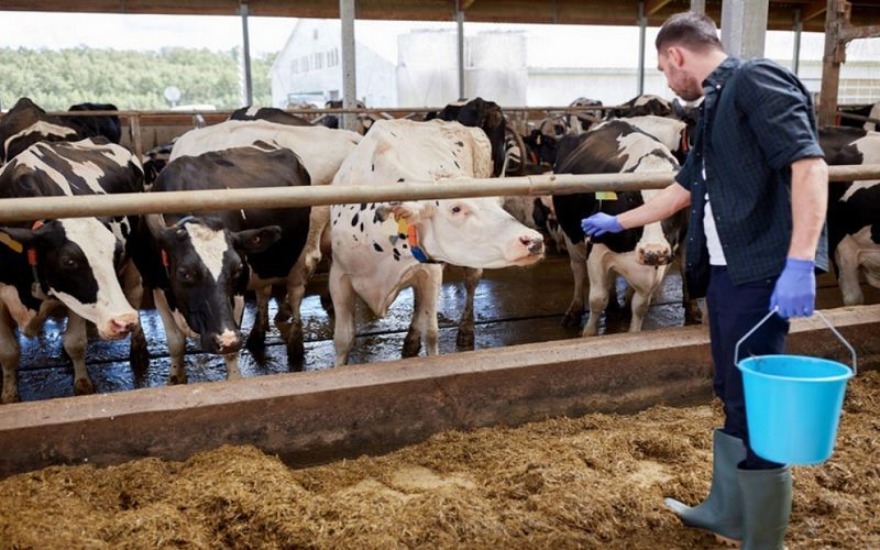 В центрах переработки продукции АПК в ДФО создадут более 19 тыс. рабочих мест