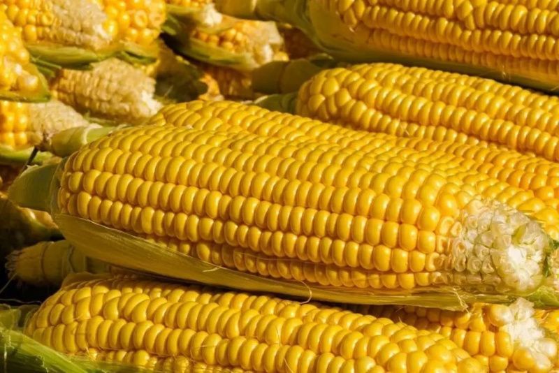 Veracruz Hires Ernesto Cruz to Raise Maize Yields